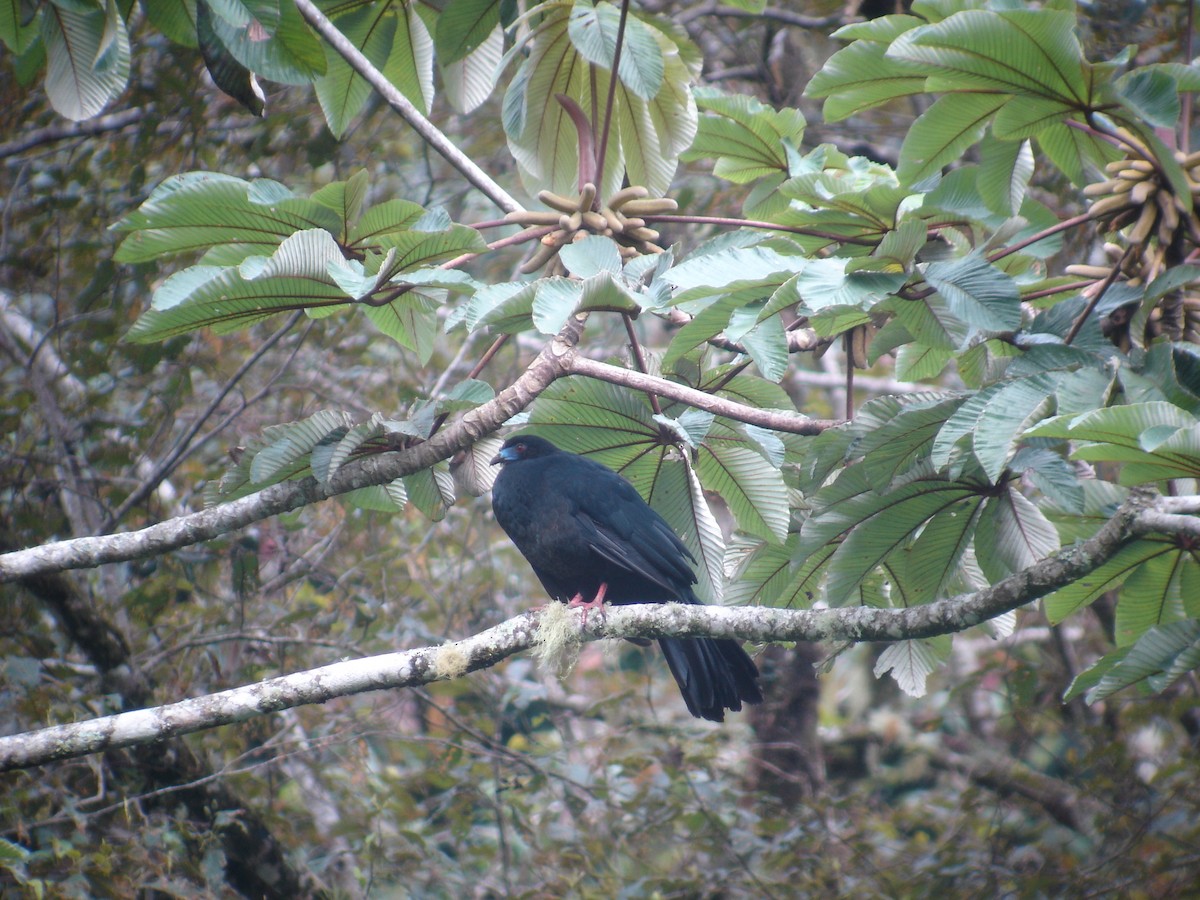 guan černý - ML204746971