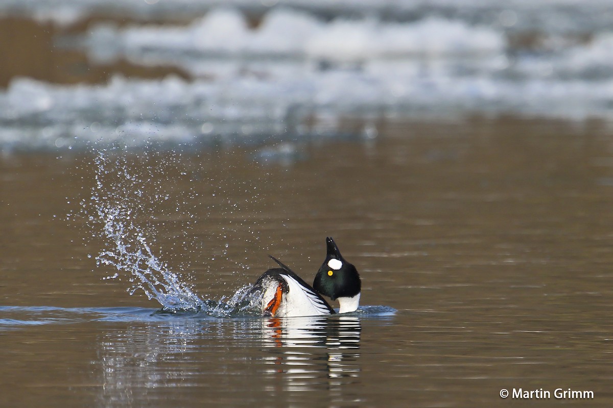 Common Goldeneye - ML204747031