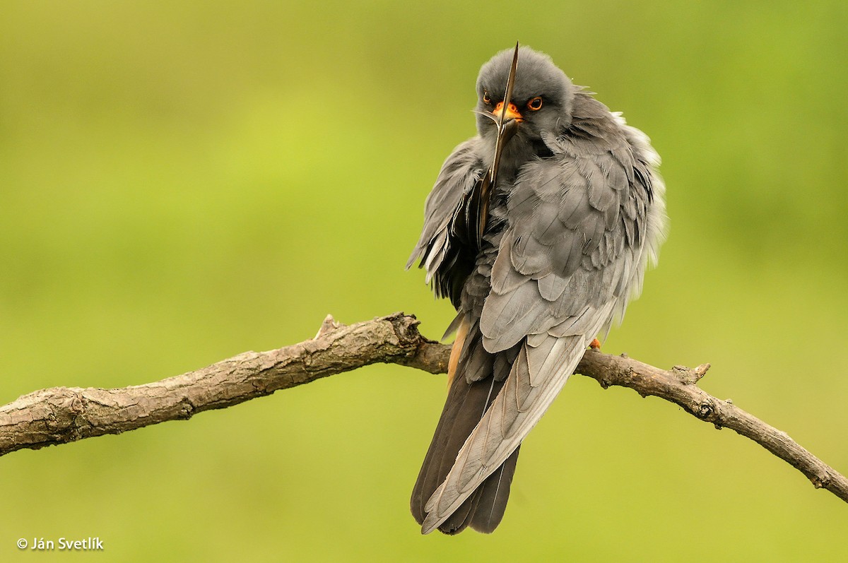 Red-footed Falcon - ML204747361