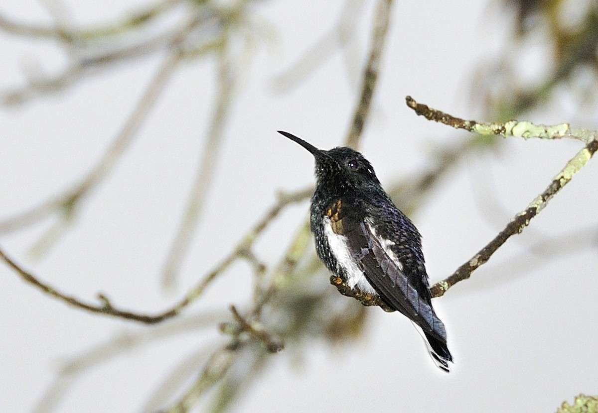 Black Jacobin - Tomáš Grim