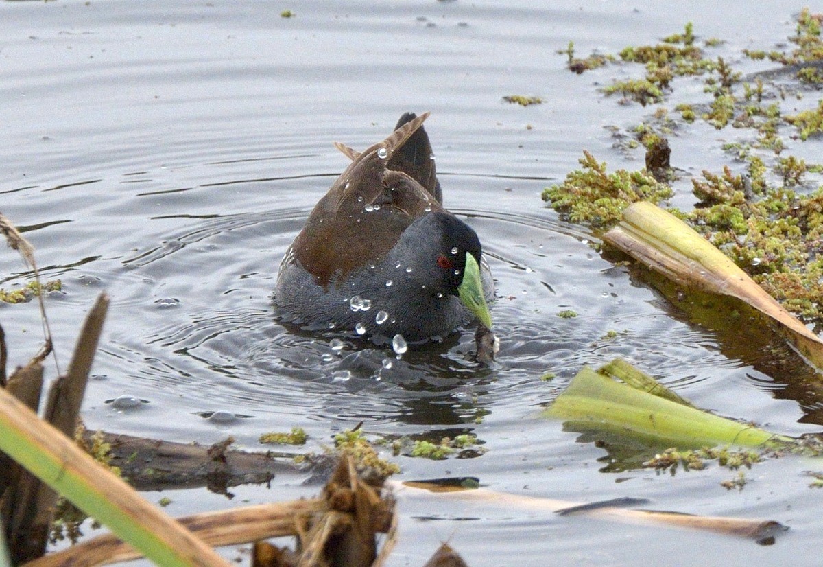 Spot-flanked Gallinule - Tomáš Grim