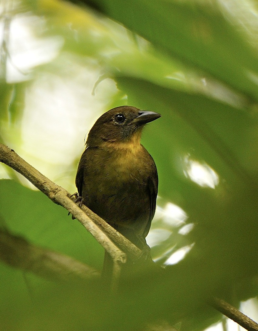 Red-throated Ant-Tanager - ML204748061