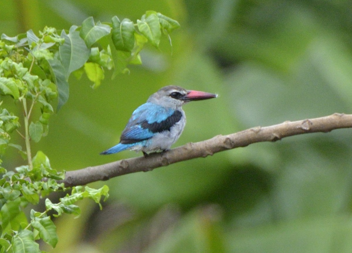 Woodland Kingfisher - ML204748091