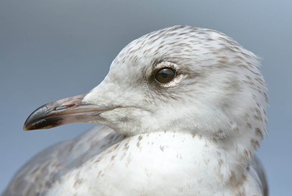 Common Gull - ML204748251