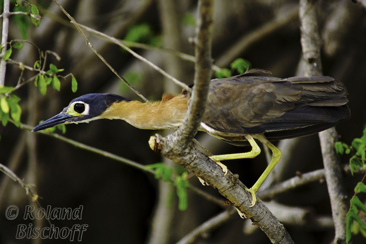 White-backed Night Heron - Roland Bischoff
