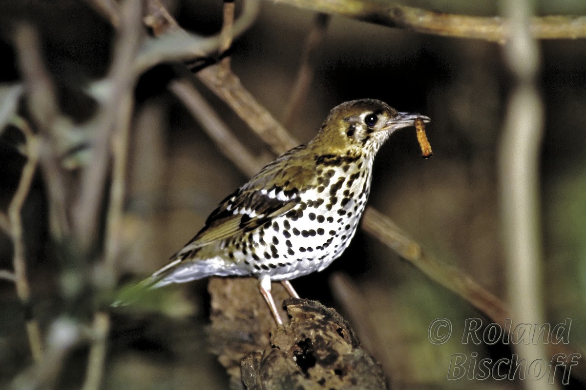 Spotted Ground-Thrush (Spotted) - Roland Bischoff