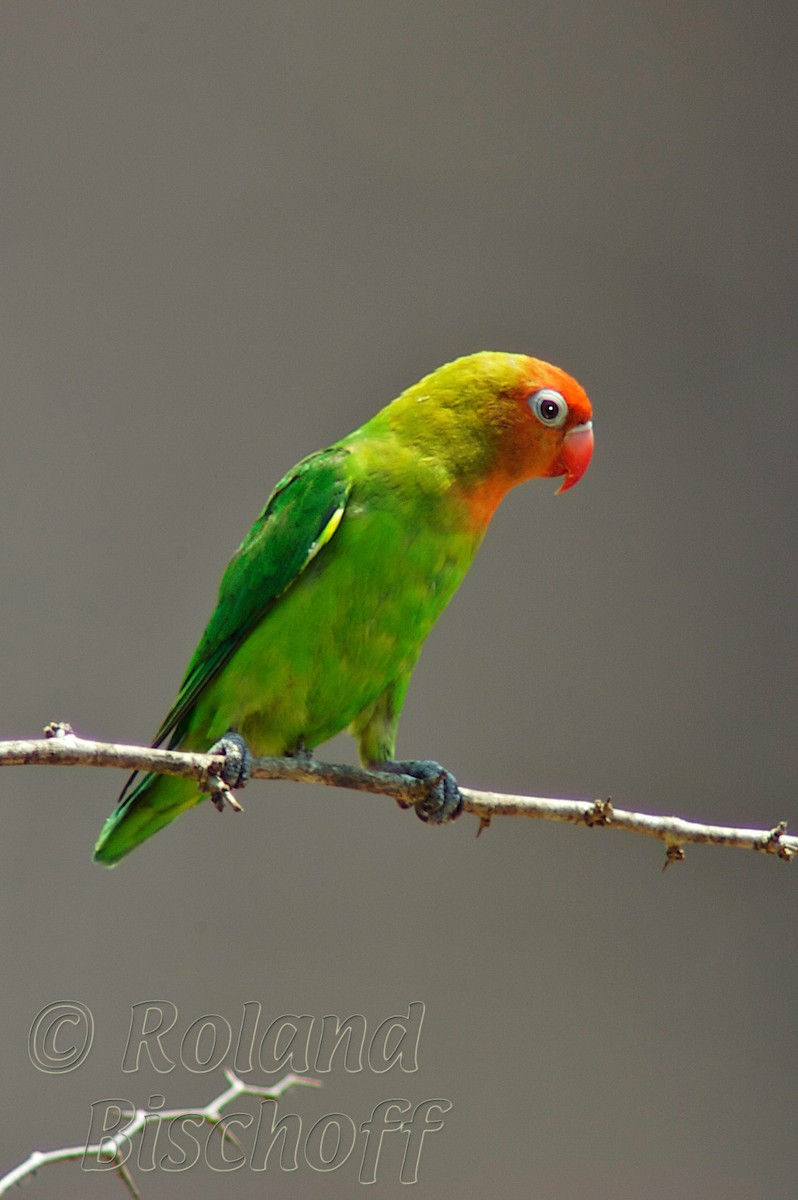 Lilian's Lovebird - Roland Bischoff