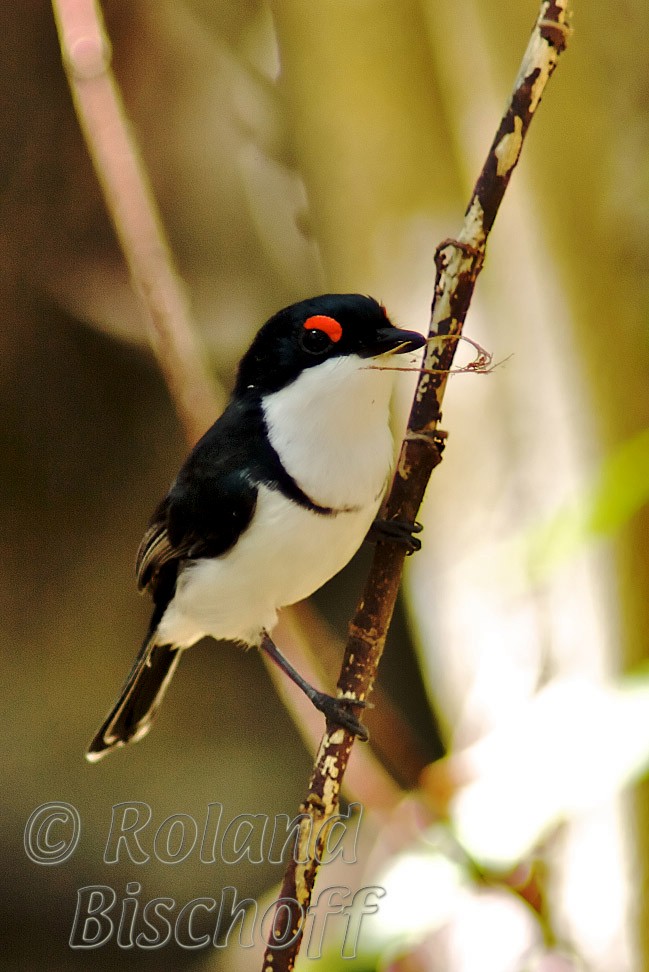 Black-throated Wattle-eye - Roland Bischoff