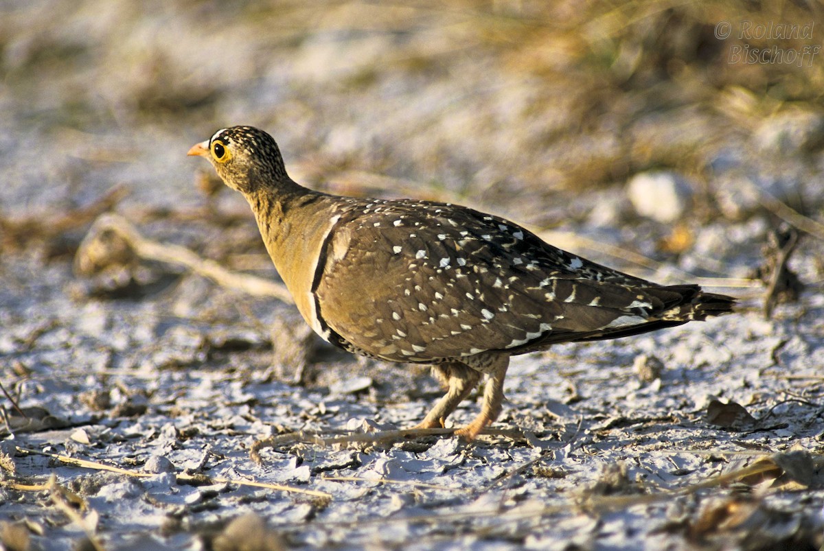 Double-banded Sandgrouse - Roland Bischoff