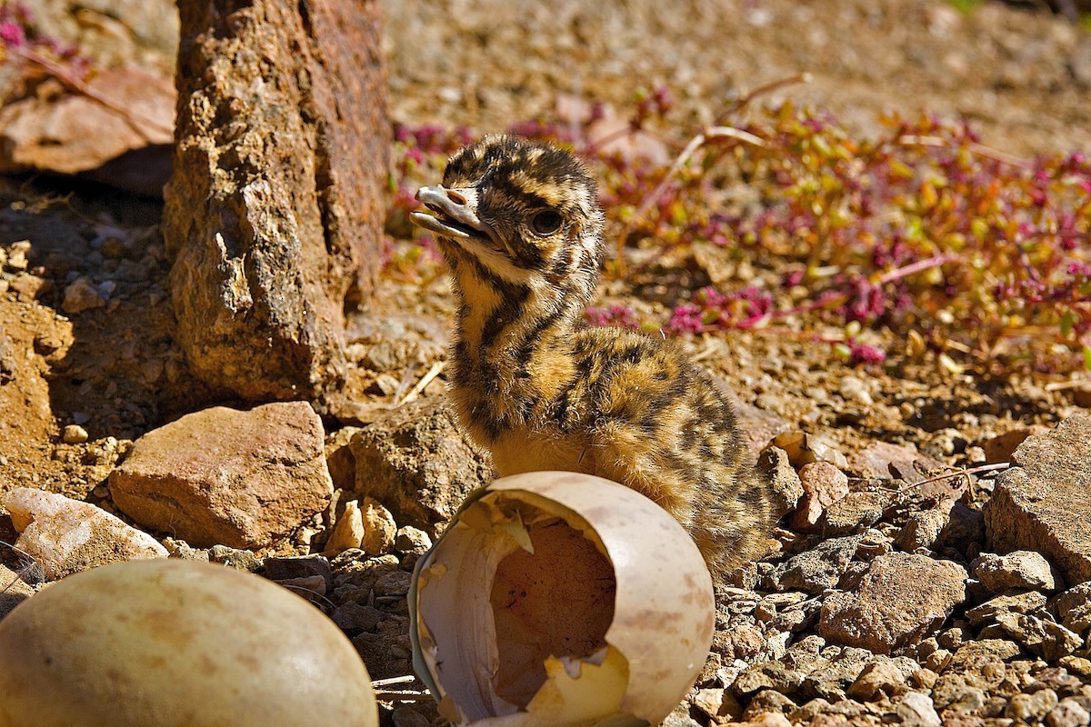 Sisón del Karoo - ML204748951