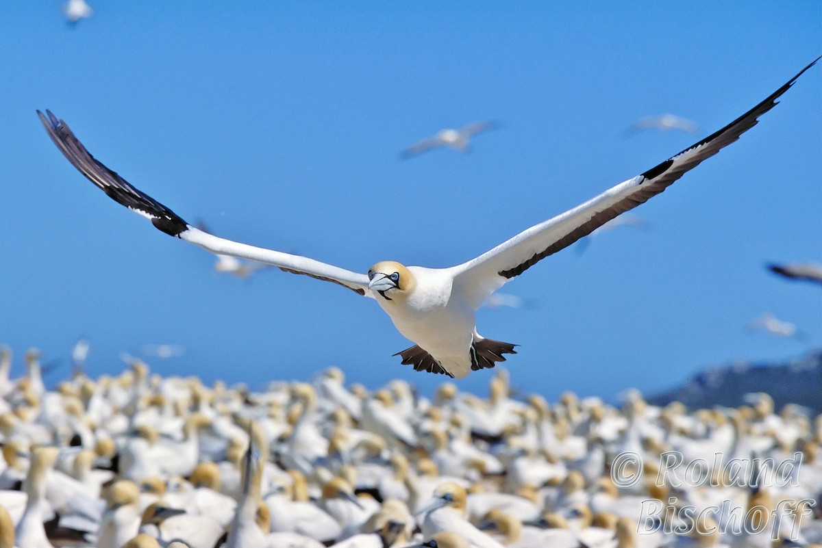 Cape Gannet - ML204748981