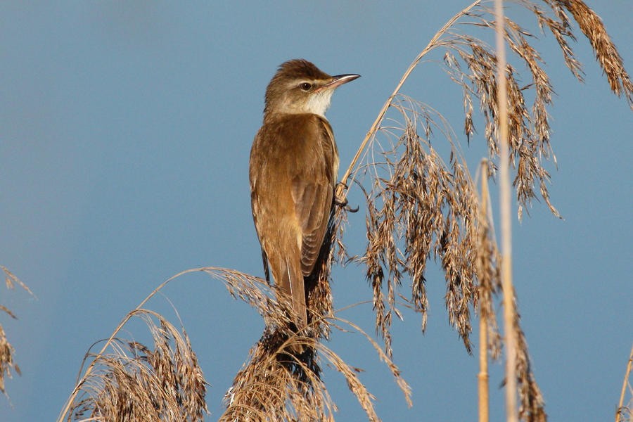 Great Reed Warbler - ML204749031