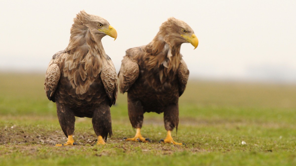 White-tailed Eagle - ML204749751