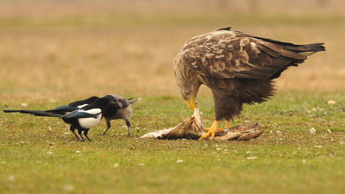 White-tailed Eagle - ML204749791