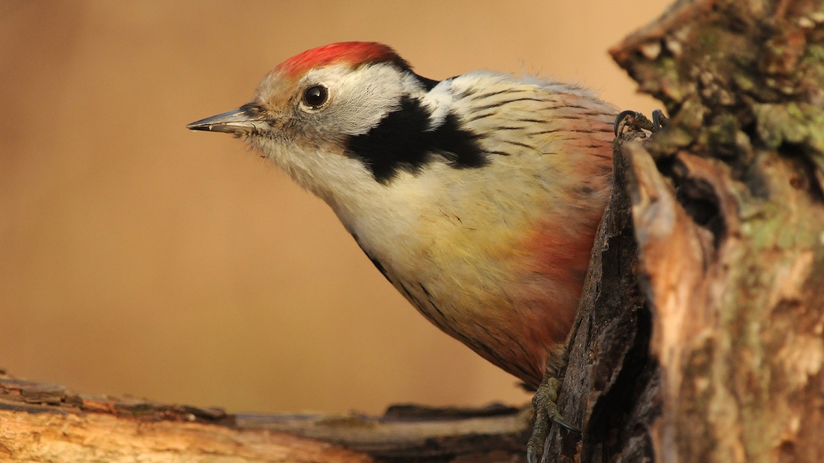 Middle Spotted Woodpecker - ML204749921