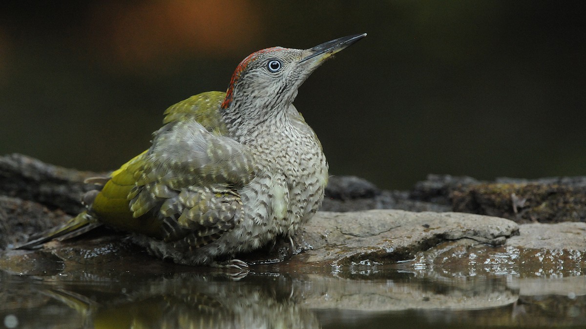 Eurasian Green Woodpecker - ML204749961