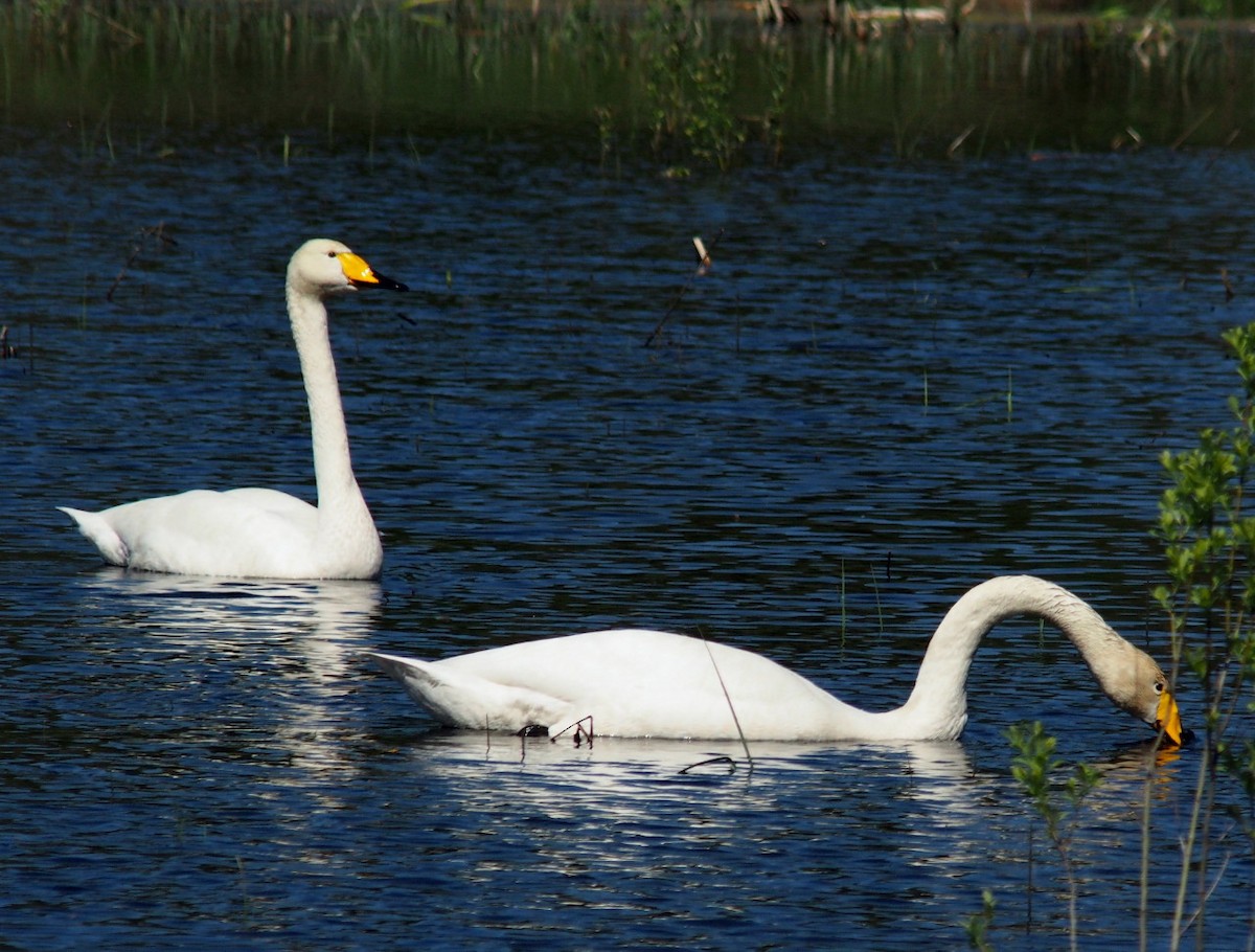 Whooper Swan - ML204750271