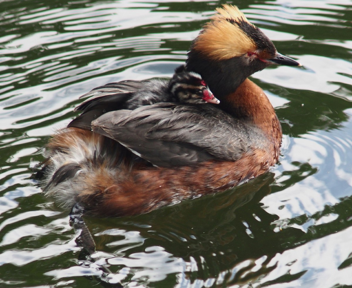 Horned Grebe - ML204750291