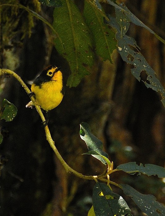 Spectacled Redstart - ML204750491