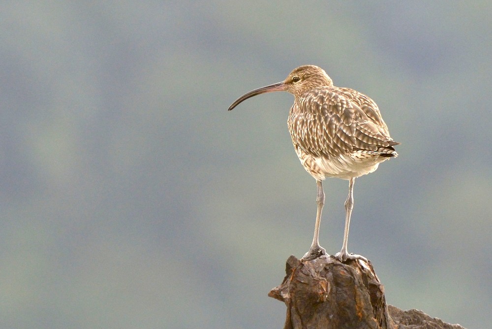 Whimbrel (White-rumped) - ML204750731