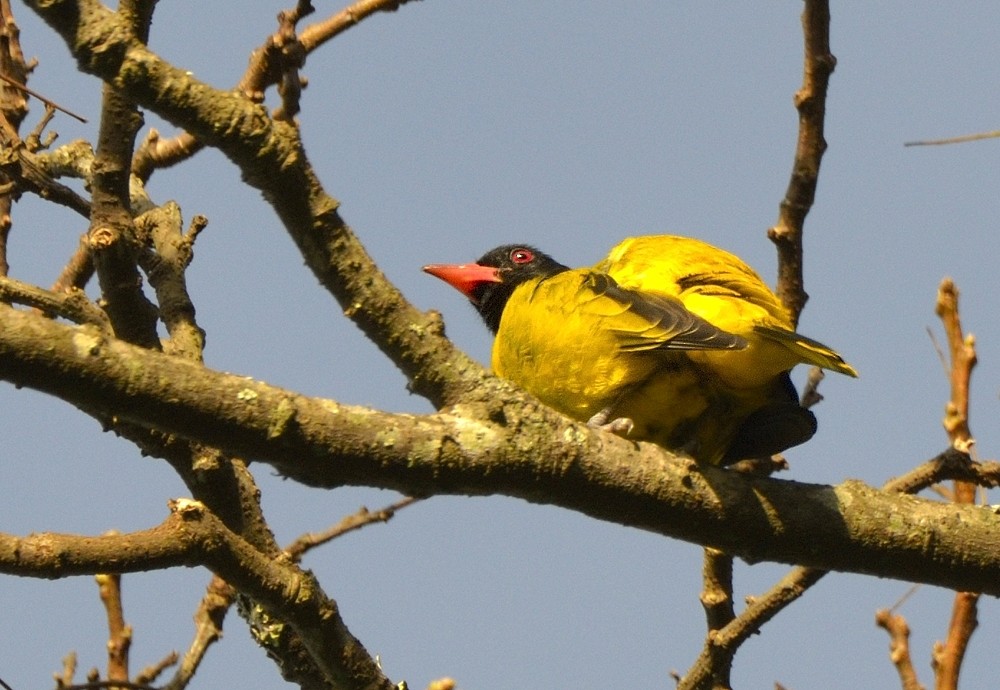 Black-winged Oriole - ML204750801