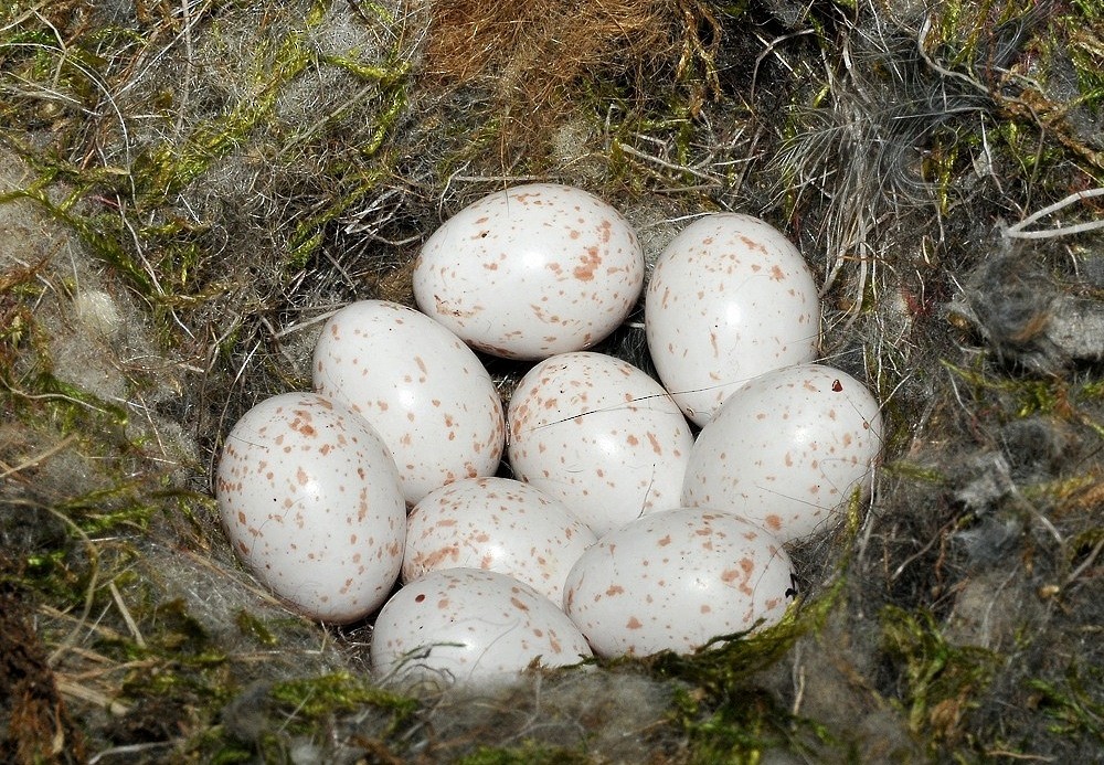Coal Tit - Tomáš Grim