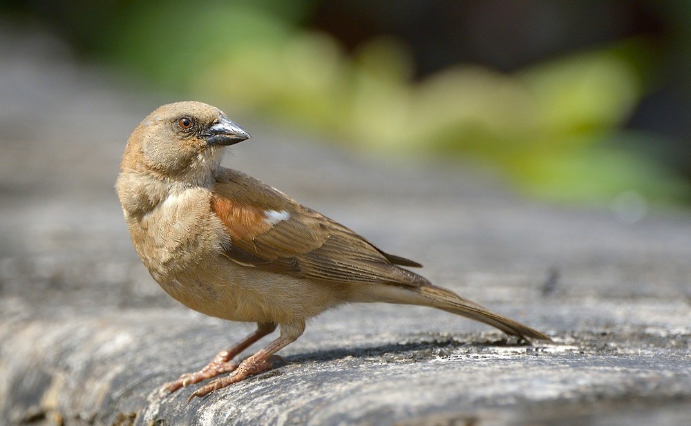 Northern Gray-headed Sparrow - ML204750941