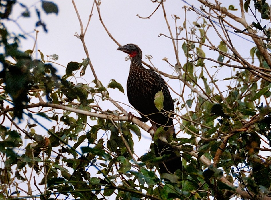 Chestnut-bellied Guan - ML204750971