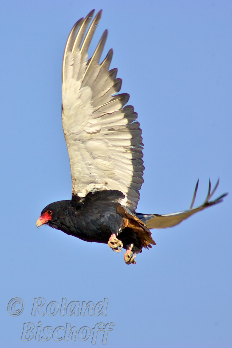 Bateleur - Roland Bischoff