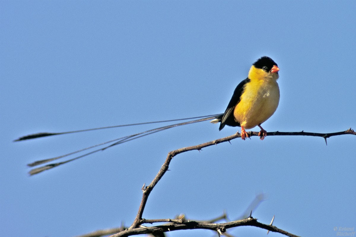 Shaft-tailed Whydah - ML204751081