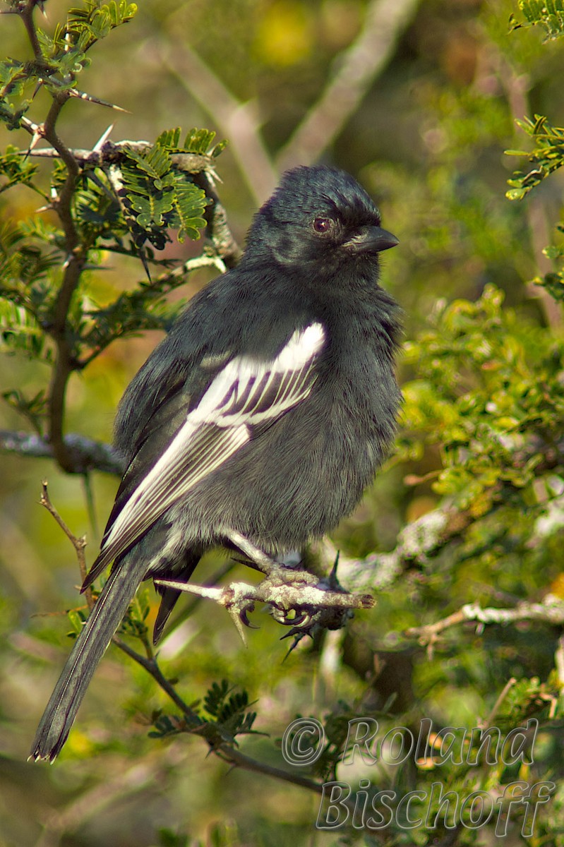 Southern Black-Tit - Roland Bischoff