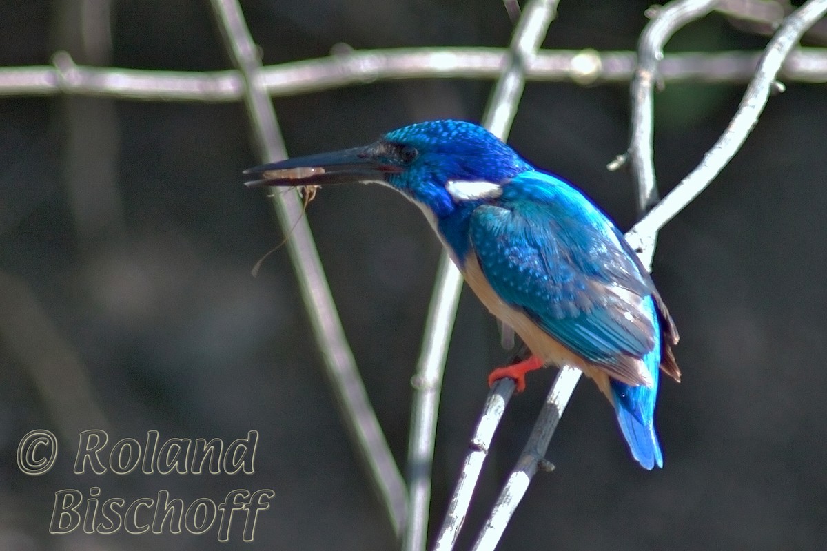 Half-collared Kingfisher - ML204751151