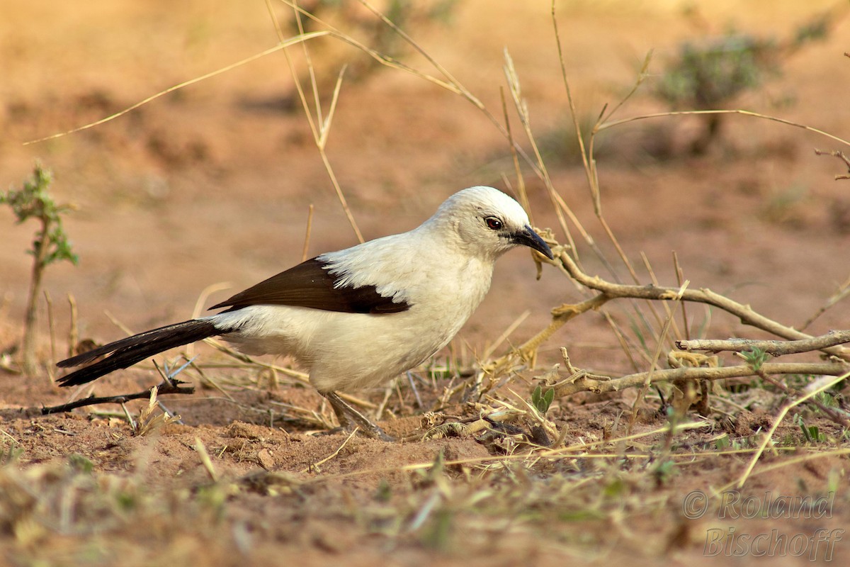 Southern Pied-Babbler - Roland Bischoff