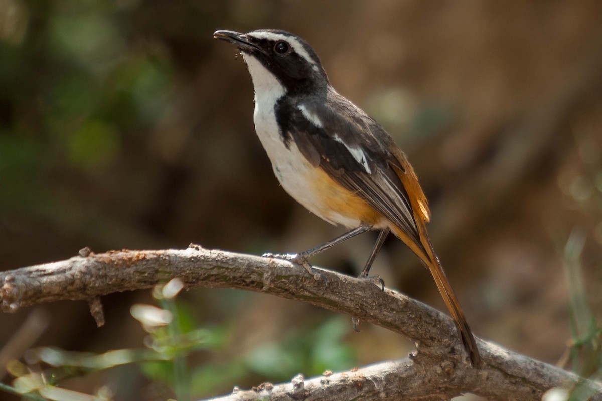 White-throated Robin-Chat - Roland Bischoff