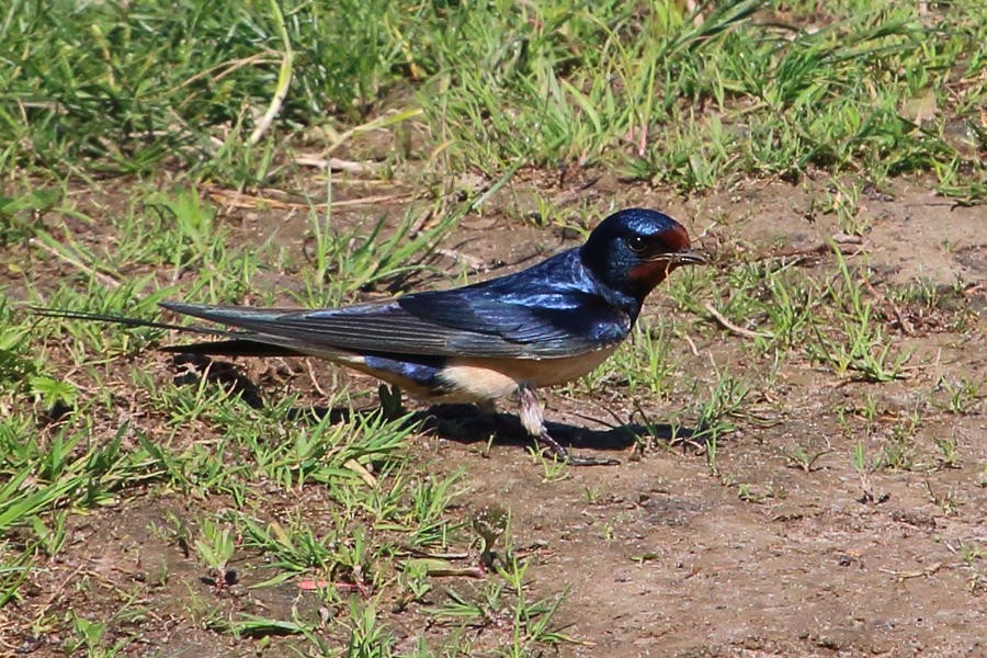 Barn Swallow - ML204751721