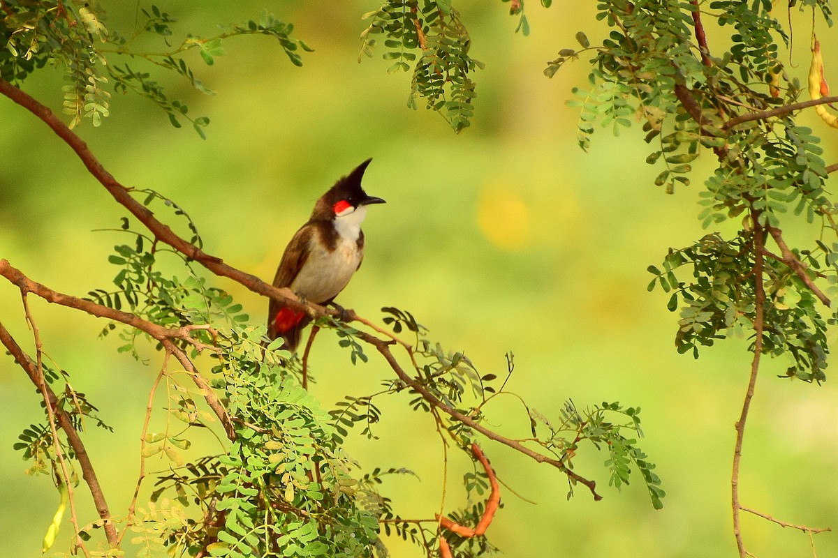 Red-whiskered Bulbul - Mayur Patel