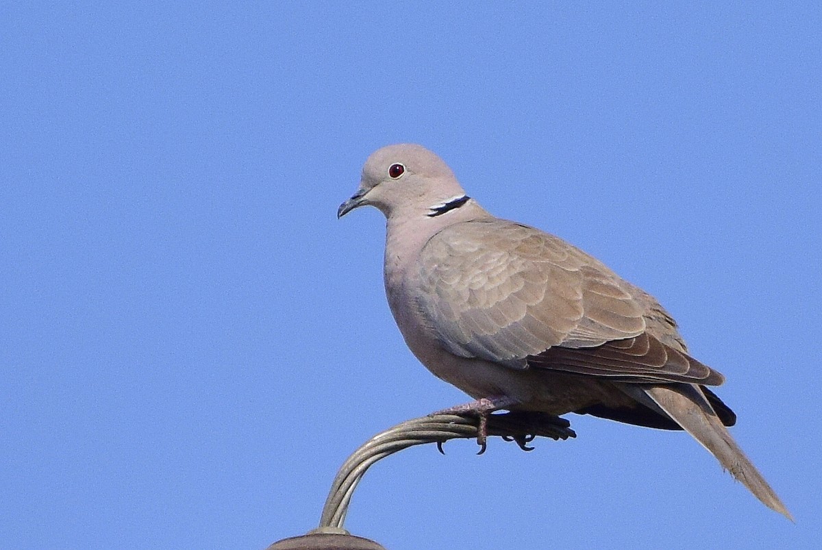 Eurasian Collared-Dove - ML204752891