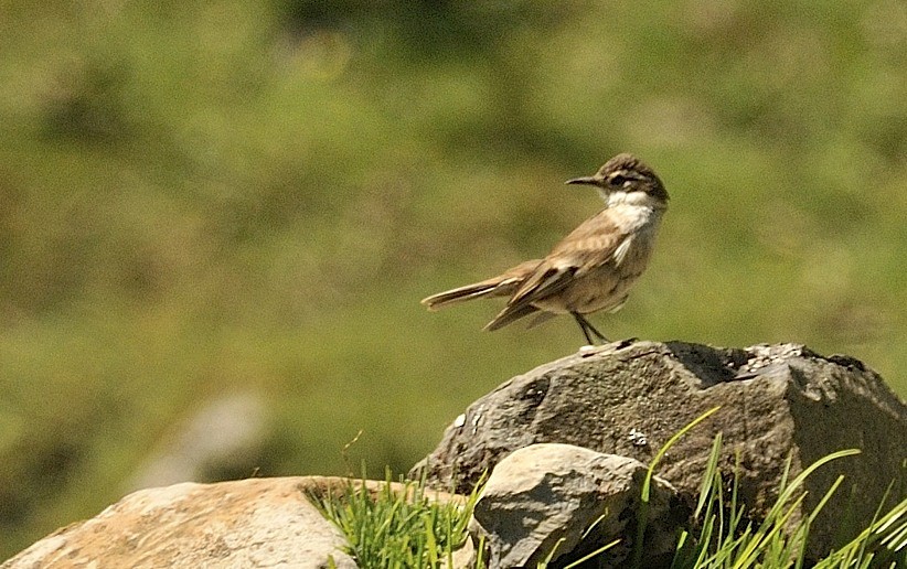 Cream-winged Cinclodes - ML204753241