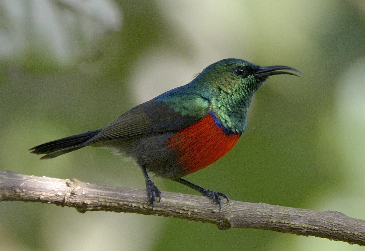 Northern Double-collared Sunbird - Tomáš Grim