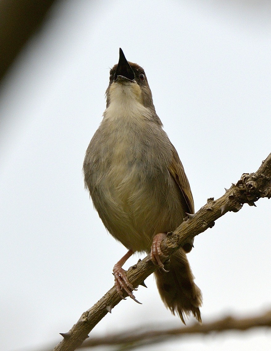 Chubb's Cisticola - ML204753341