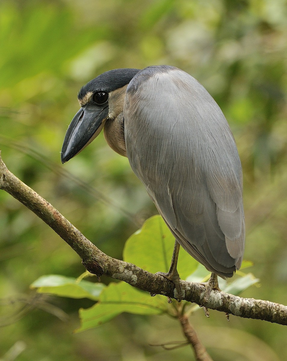 Boat-billed Heron - ML204753381