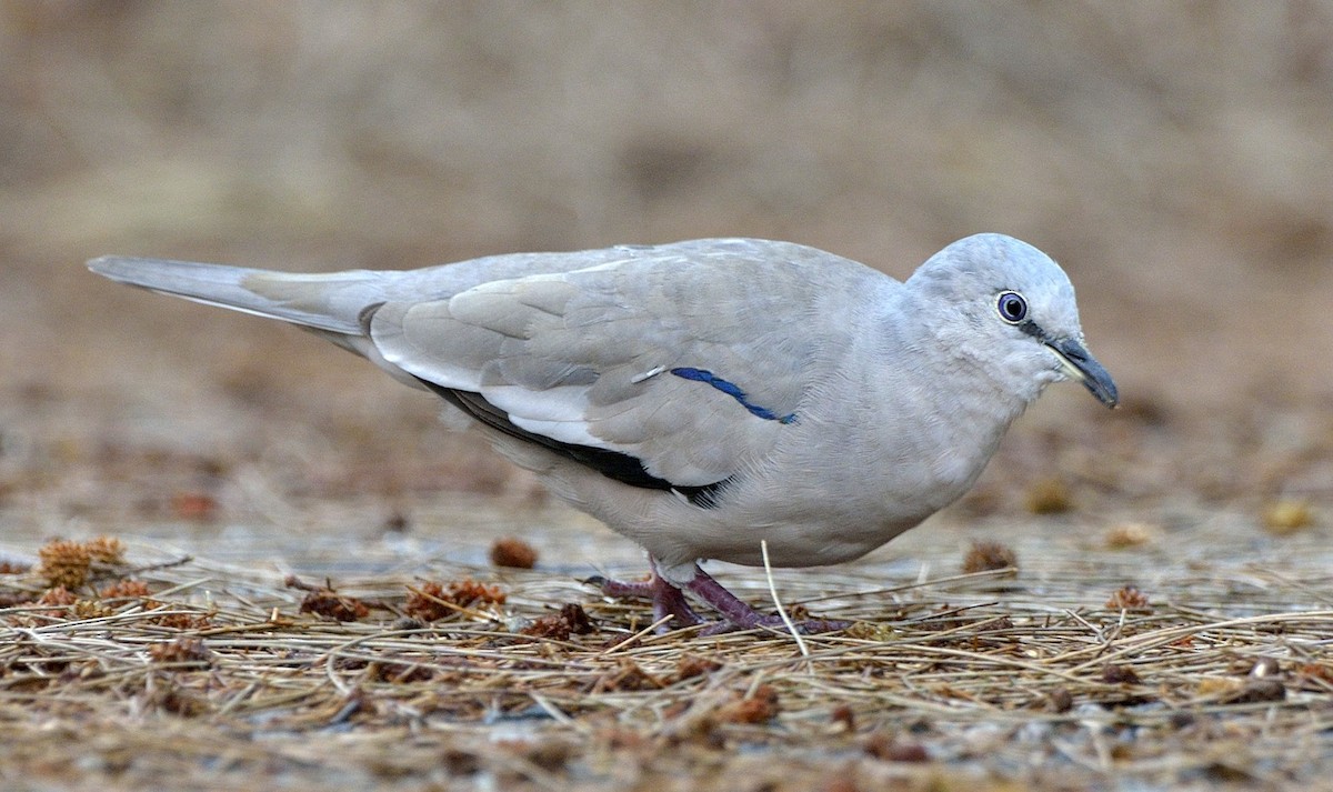 Picui Ground Dove - ML204753441