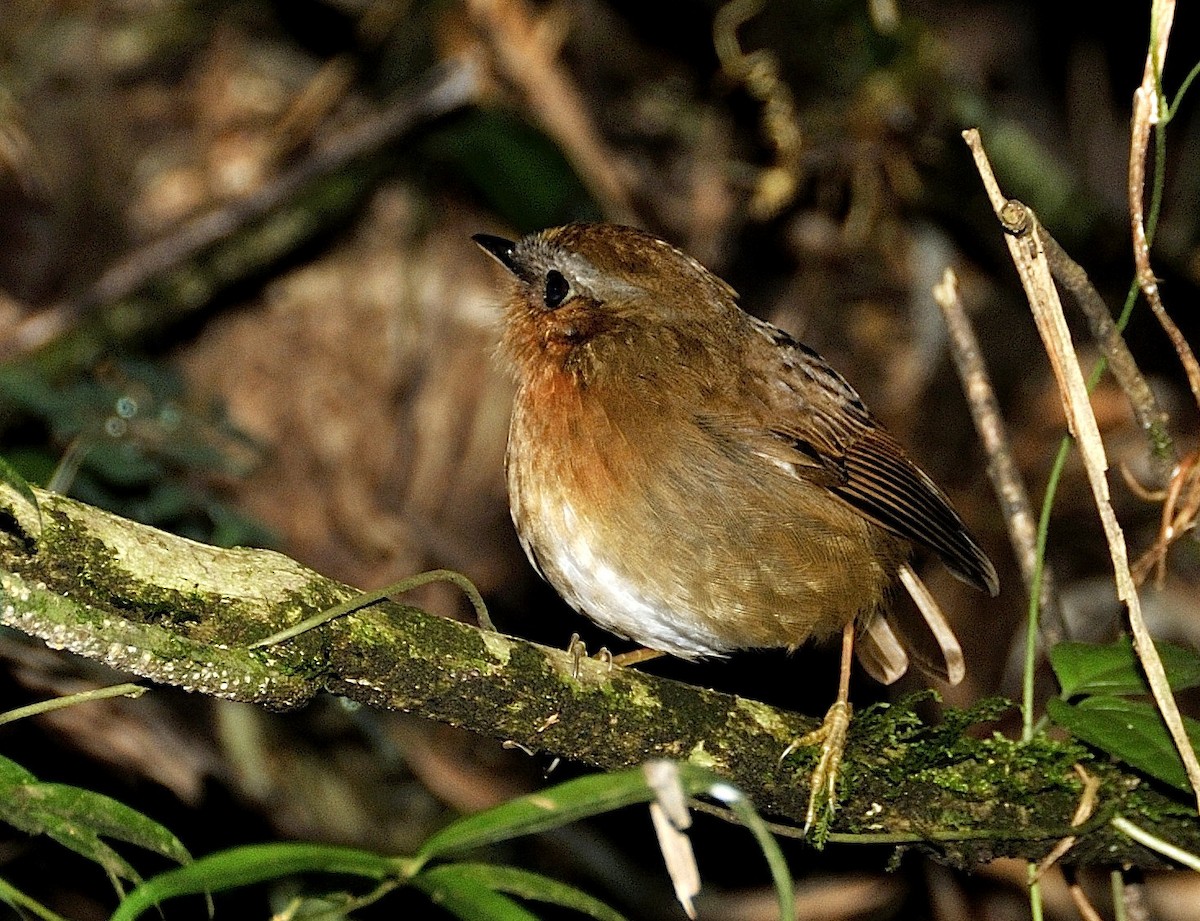 Rufous Gnateater - ML204753471