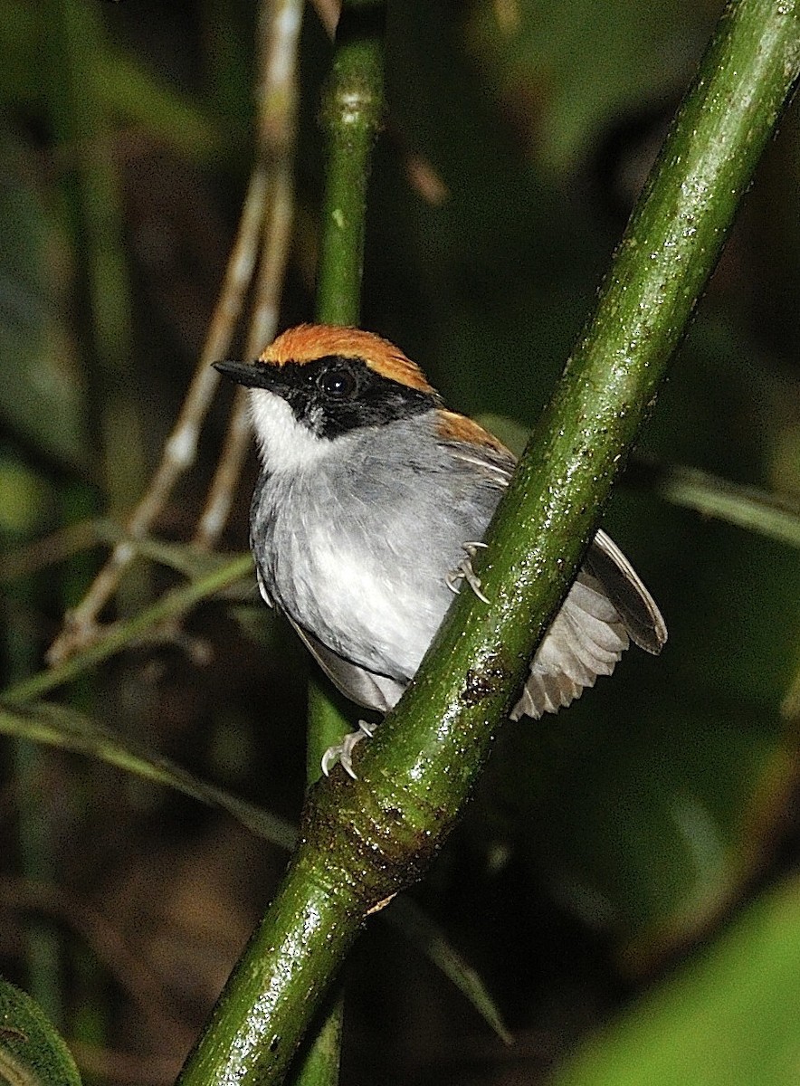 Black-cheeked Gnateater - ML204753481