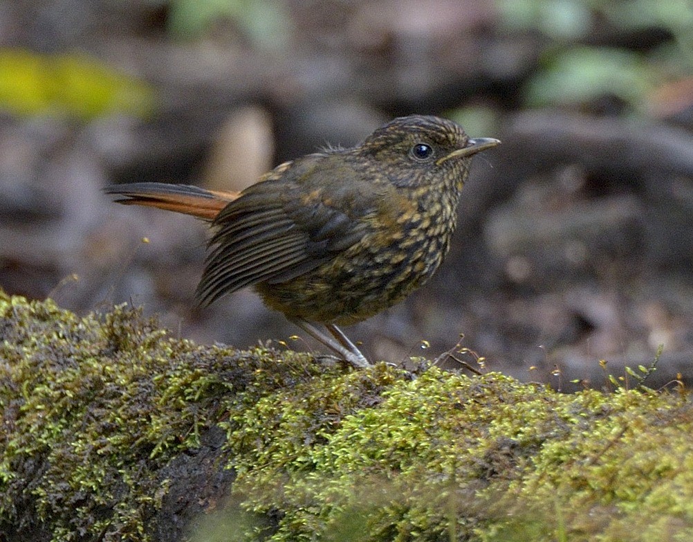 Mountain Robin-Chat - Tomáš Grim