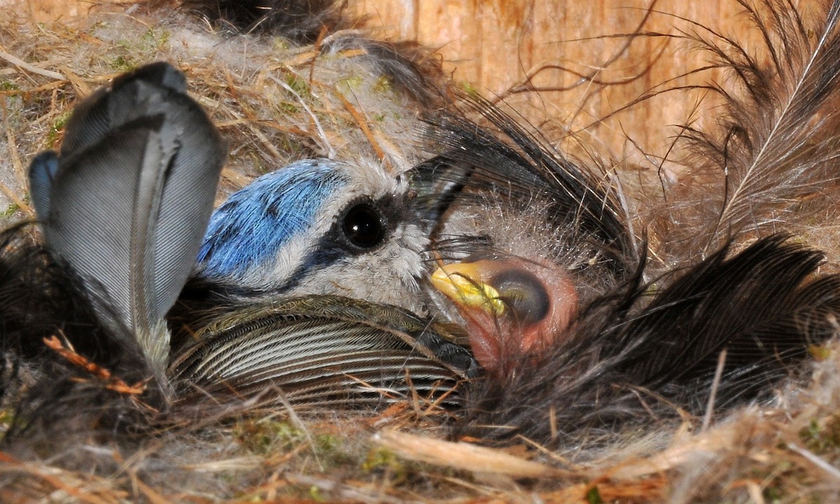 Eurasian Blue Tit - ML204753641