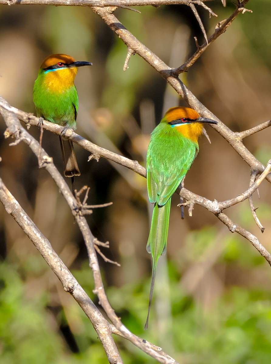 Böhm's Bee-eater - Roland Bischoff