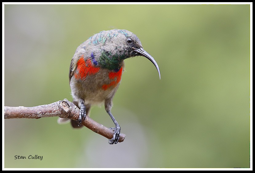 Greater Double-collared Sunbird - ML204753731