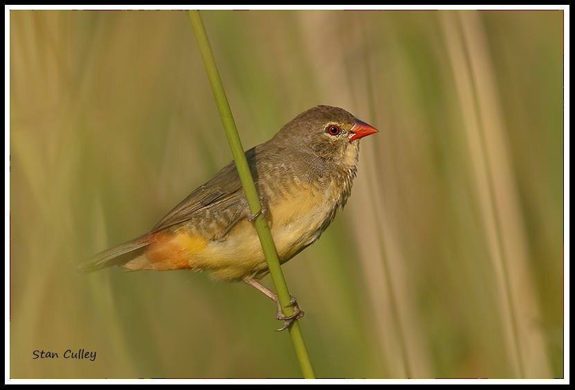Zebra Waxbill - ML204753761