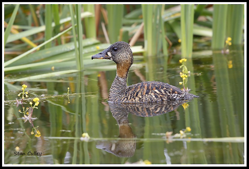 White-backed Duck - ML204753831